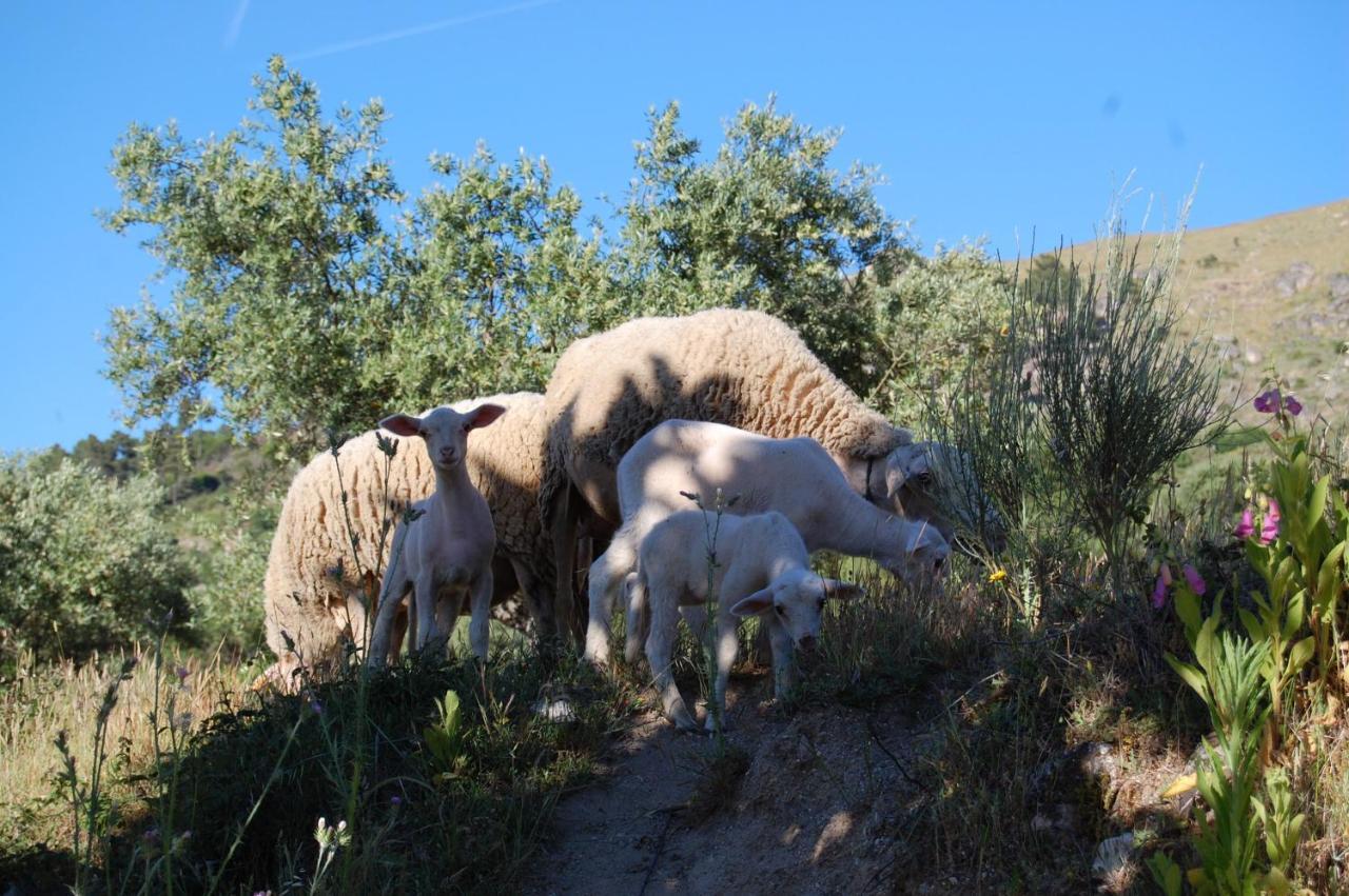 Séjour à la ferme Casa Da Carriça - Serra Da Estrela Guarda